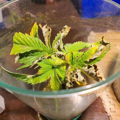 Roswitha growlog timeline photo
