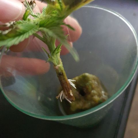 Roswitha growlog timeline photo