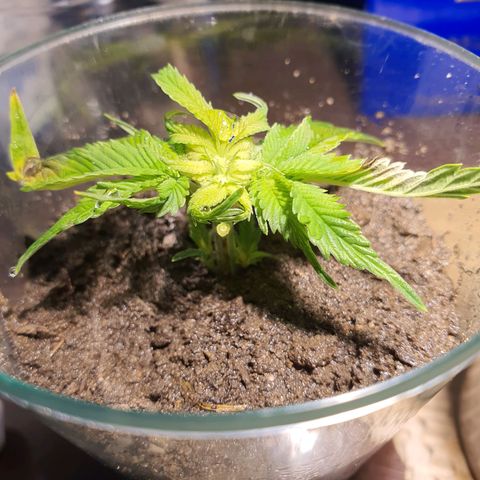 Roswitha growlog timeline photo
