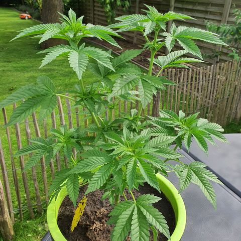 Cherry Pie growlog timeline photo