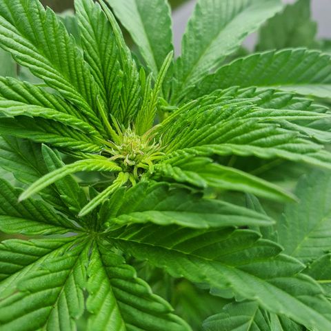 Cherry Pie growlog timeline photo