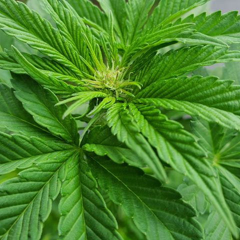 Cherry Pie growlog timeline photo