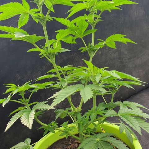 Cherry Pie growlog timeline photo