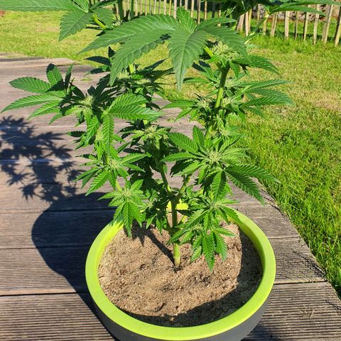 Cherry Pie growlog timeline photo