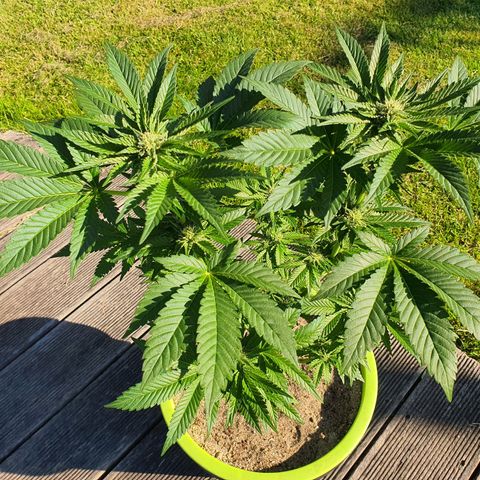 Cherry Pie growlog timeline photo