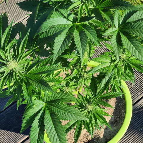 Cherry Pie growlog timeline photo