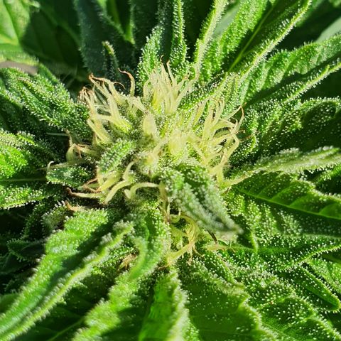Cherry Pie growlog timeline photo