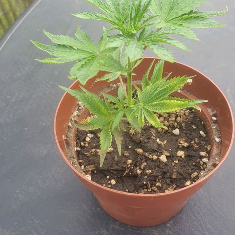 Roswitha growlog timeline photo