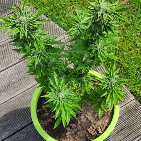 Cherry Pie growlog timeline photo
