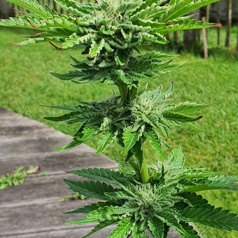 Cherry Pie growlog timeline photo