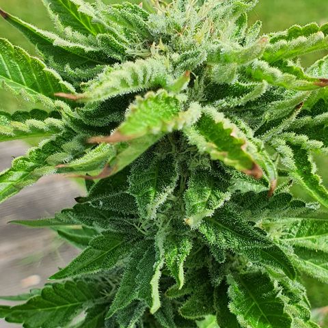 Cherry Pie growlog timeline photo
