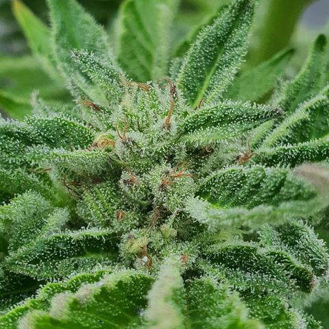 Cherry Pie growlog timeline photo