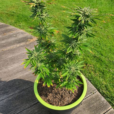 Cherry Pie growlog timeline photo