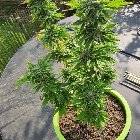 Cherry Pie growlog timeline photo
