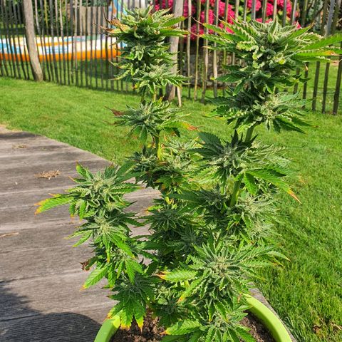 Cherry Pie growlog timeline photo