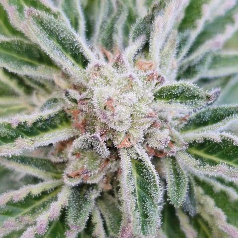 Cherry Pie growlog timeline photo