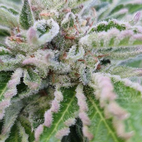 Cherry Pie growlog timeline photo