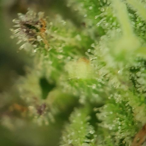 Cherry Pie growlog timeline photo