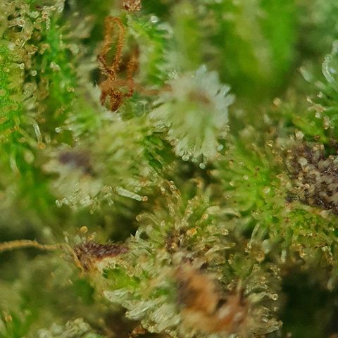 Cherry Pie growlog timeline photo