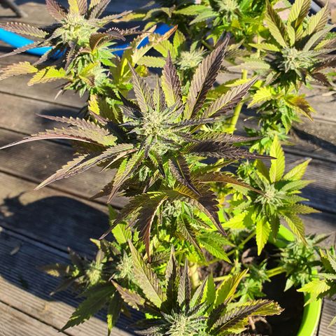 Roswitha growlog timeline photo