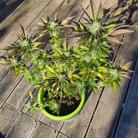 Roswitha growlog timeline photo