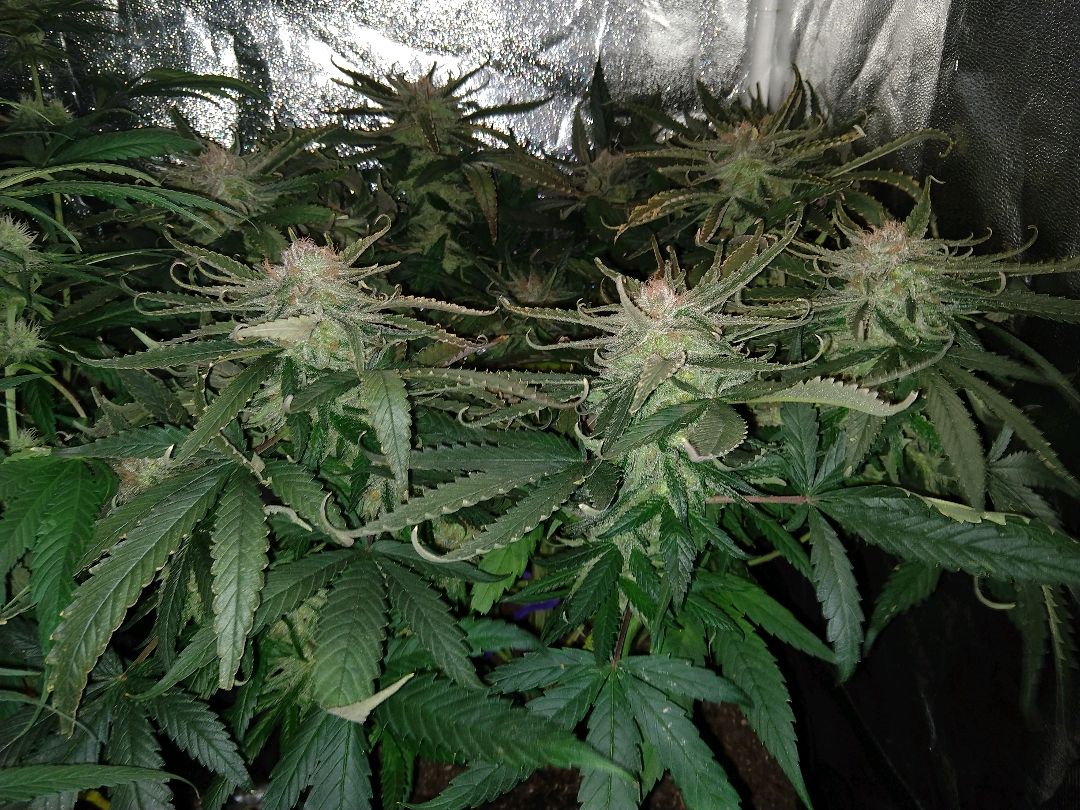 Harlequin #2 growlog header
