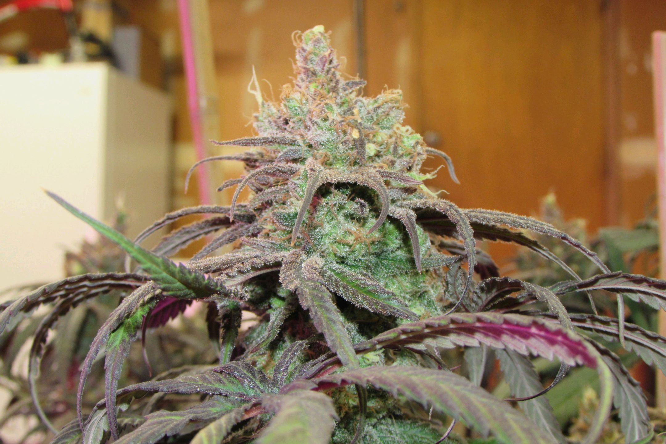 Cannatonic growlog header