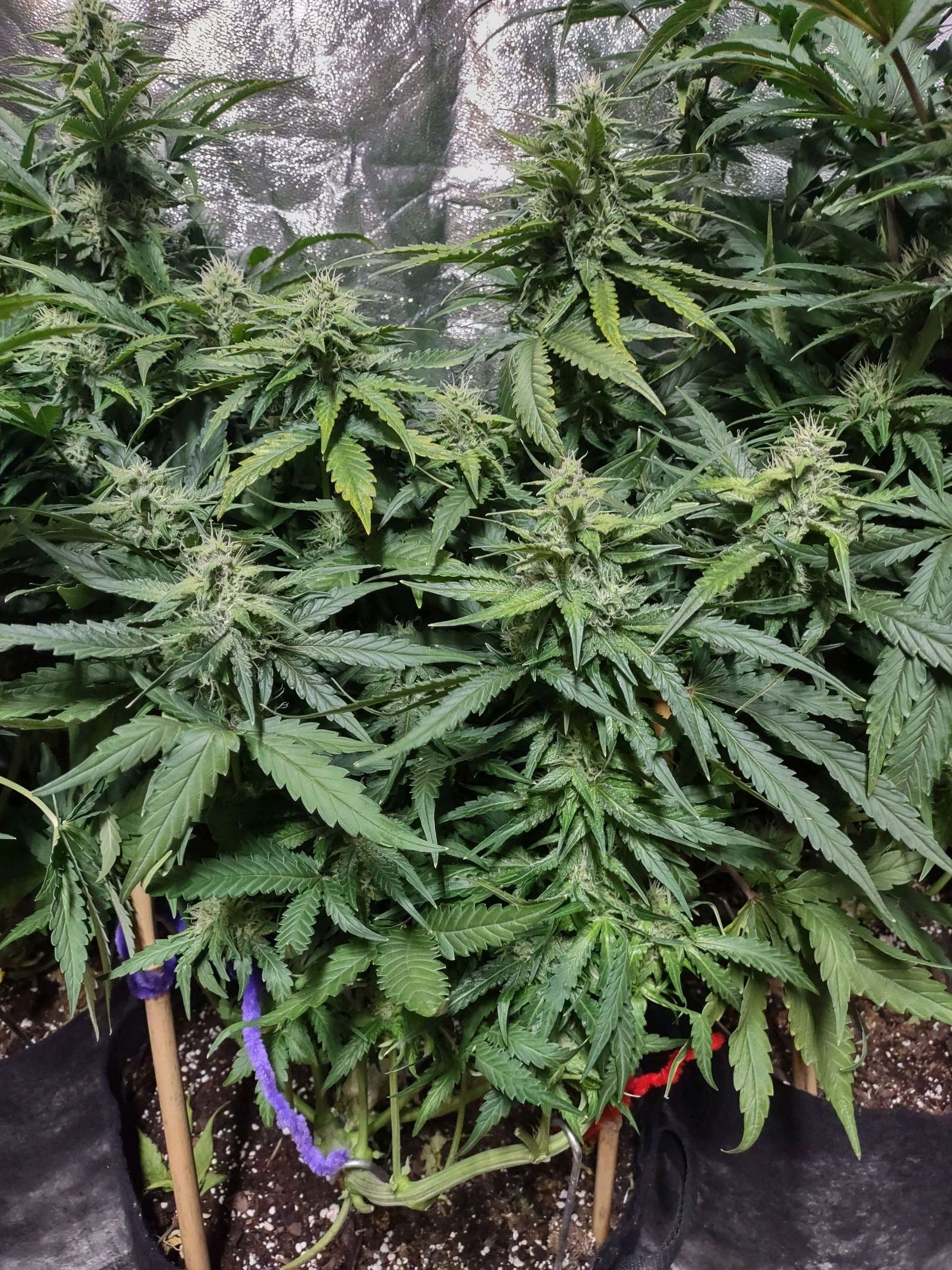 Critical Mass #3 growlog header