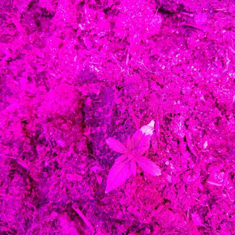 Harlequin #2 growlog photo