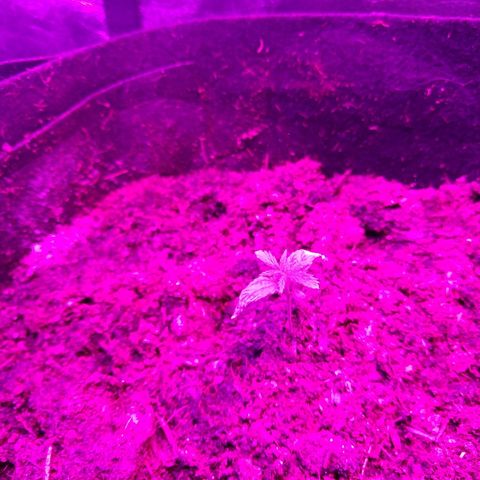 Harlequin #2 growlog photo