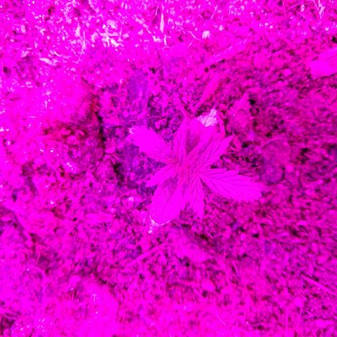 Harlequin #2 growlog photo