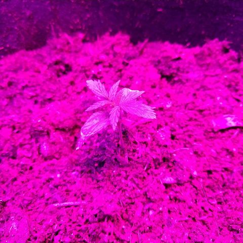 Harlequin #2 growlog photo