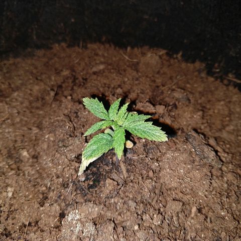 Harlequin #2 growlog photo