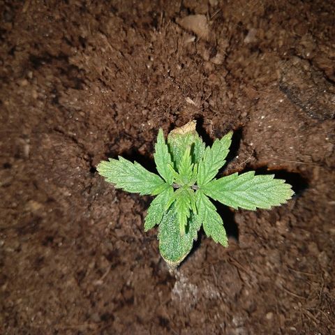 Harlequin #2 growlog timeline photo