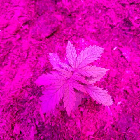Harlequin #2 growlog timeline photo