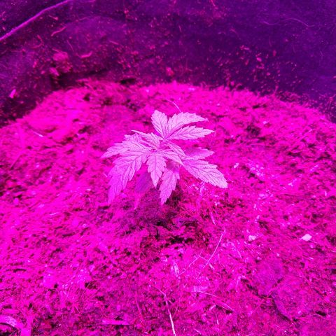 Harlequin #2 growlog timeline photo