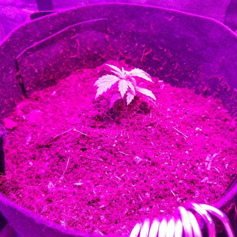 Harlequin #2 growlog timeline photo