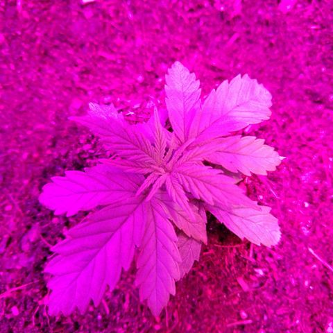 Harlequin #2 growlog timeline photo