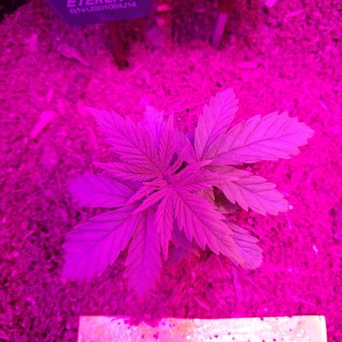 Harlequin #2 growlog timeline photo