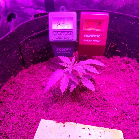Harlequin #2 growlog timeline photo