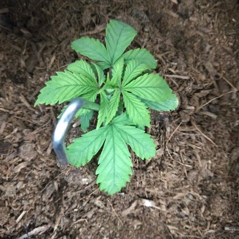 Harlequin #2 growlog timeline photo