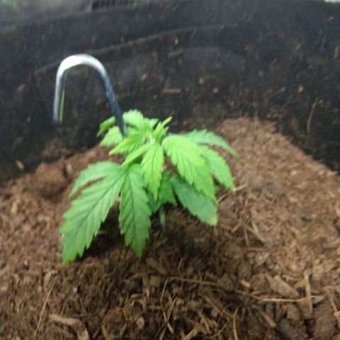 Harlequin #2 growlog timeline photo