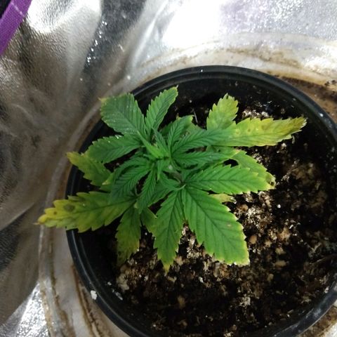 Harlequin #2 growlog timeline photo