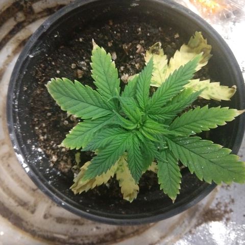 Harlequin #2 growlog timeline photo