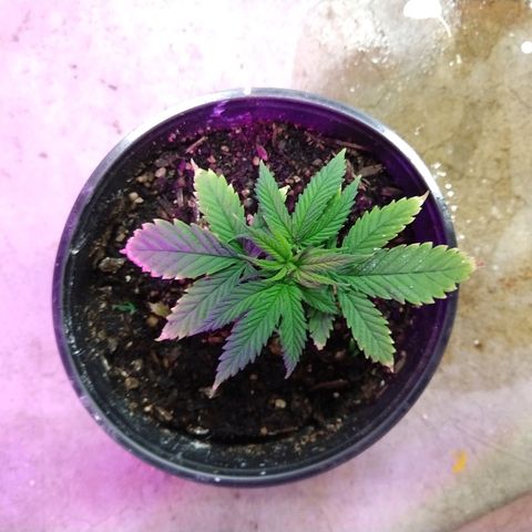 Harlequin #2 growlog timeline photo
