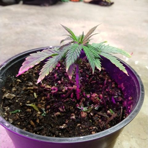 Harlequin #2 growlog timeline photo