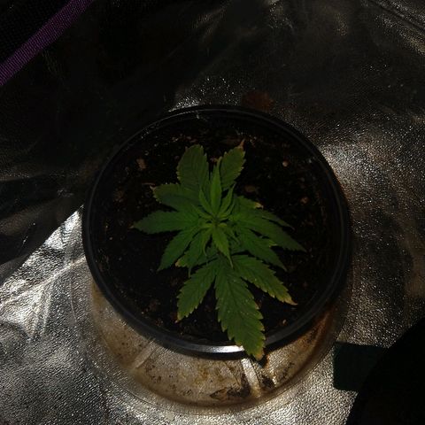 Harlequin #2 growlog timeline photo