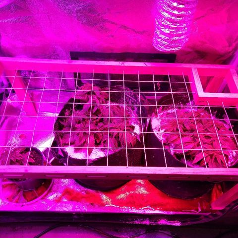 Harlequin #2 growlog timeline photo
