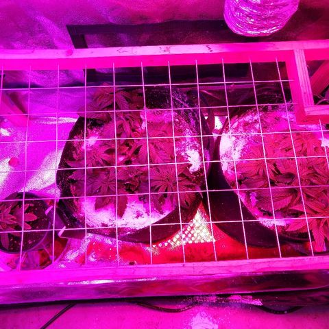 Harlequin #2 growlog timeline photo