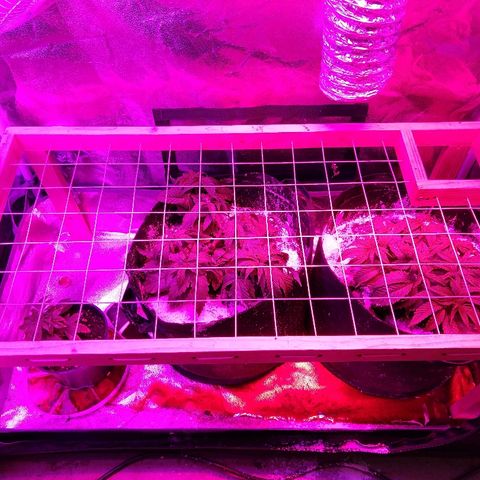 Harlequin #2 growlog timeline photo